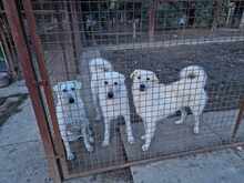 REGÖ, Hund, Herdenschutzhund in Ungarn - Bild 2