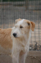 JUNI, Hund, Mischlingshund in Portugal - Bild 3