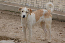 JUNI, Hund, Mischlingshund in Portugal - Bild 4