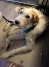 JUNI, Hund, Mischlingshund in Neuwied - Bild 1