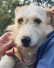 JUNI, Hund, Mischlingshund in Neuwied - Bild 2