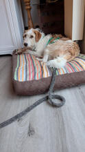 JUNI, Hund, Mischlingshund in Neuwied - Bild 3