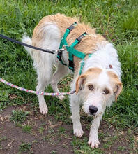 JUNI, Hund, Mischlingshund in Neuwied - Bild 4