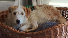 JUNI, Hund, Mischlingshund in Neuwied - Bild 5