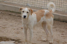 JUNI, Hund, Mischlingshund in Neuwied - Bild 6