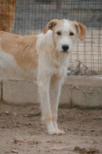 JUNI, Hund, Mischlingshund in Neuwied - Bild 7