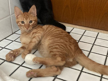 MILO, Katze, Europäisch Kurzhaar in Köln