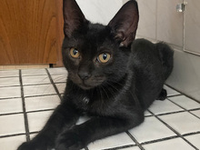 MAX, Katze, Europäisch Kurzhaar in Köln