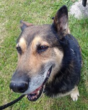 URMEL, Hund, Deutscher Schäferhund-Mix in Slowakische Republik - Bild 1