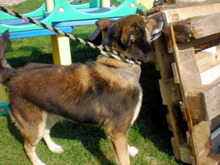 URMEL, Hund, Deutscher Schäferhund-Mix in Slowakische Republik - Bild 4