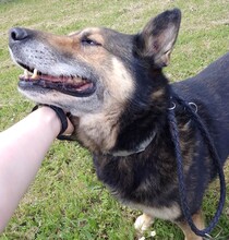 URMEL, Hund, Deutscher Schäferhund-Mix in Slowakische Republik - Bild 5