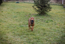 TOM, Hund, Mischlingshund in Kroatien - Bild 2