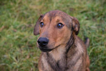 TOM, Hund, Mischlingshund in Kroatien - Bild 3