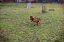 TOM, Hund, Mischlingshund in Kroatien - Bild 4