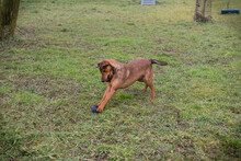 TOM, Hund, Mischlingshund in Kroatien - Bild 5