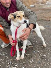 ILKA, Hund, Mischlingshund in Rumänien - Bild 14