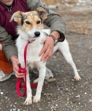 ILKA, Hund, Mischlingshund in Rumänien - Bild 5