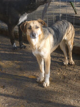 LUNA, Hund, Mischlingshund in Bulgarien - Bild 1