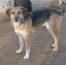 LUNA, Hund, Mischlingshund in Bulgarien - Bild 4