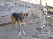 LUNA, Hund, Mischlingshund in Bulgarien - Bild 5