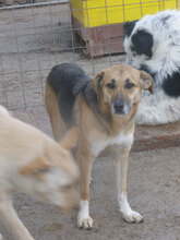 LUNA, Hund, Mischlingshund in Bulgarien - Bild 6