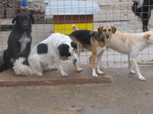 LUNA, Hund, Mischlingshund in Bulgarien - Bild 9