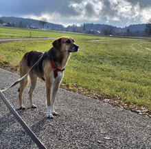 LUNA, Hund, Mischlingshund in Andechs