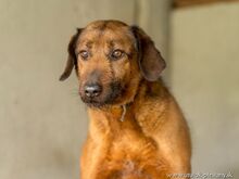 TIMKO, Hund, Jagdhund-Mix in Slowakische Republik - Bild 1