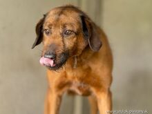 TIMKO, Hund, Jagdhund-Mix in Slowakische Republik - Bild 3