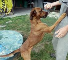 TIMKO, Hund, Jagdhund-Mix in Slowakische Republik - Bild 5