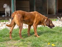 TIMKO, Hund, Jagdhund-Mix in Slowakische Republik - Bild 6