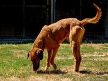 TIMKO, Hund, Jagdhund-Mix in Slowakische Republik - Bild 7