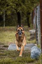 TINA, Hund, Deutscher Schäferhund-Mix in Kroatien - Bild 1