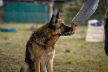 TINA, Hund, Deutscher Schäferhund-Mix in Kroatien - Bild 2