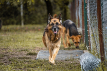 TINA, Hund, Deutscher Schäferhund-Mix in Kroatien - Bild 5