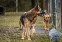 TINA, Hund, Deutscher Schäferhund-Mix in Kroatien - Bild 6