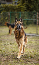 TINA, Hund, Deutscher Schäferhund-Mix in Kroatien - Bild 7