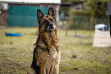 TINA, Hund, Deutscher Schäferhund-Mix in Kroatien - Bild 8