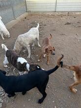 CLARETTA, Hund, Jagdhund-Mix in Italien - Bild 11