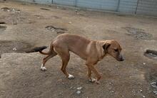 CLARETTA, Hund, Jagdhund-Mix in Italien - Bild 13