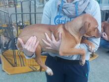 CLARETTA, Hund, Jagdhund-Mix in Italien - Bild 20