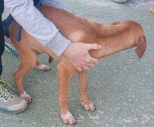 CLARETTA, Hund, Jagdhund-Mix in Italien - Bild 24