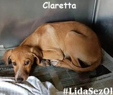 CLARETTA, Hund, Jagdhund-Mix in Italien - Bild 25