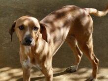 CLARETTA, Hund, Jagdhund-Mix in Italien - Bild 7