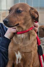 BENITO, Hund, Jagdhund-Mix in Italien - Bild 1