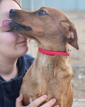 BENITO, Hund, Jagdhund-Mix in Italien - Bild 10