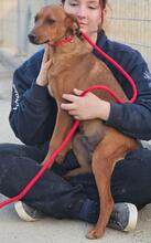 BENITO, Hund, Jagdhund-Mix in Italien - Bild 11