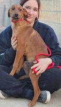 BENITO, Hund, Jagdhund-Mix in Italien - Bild 12