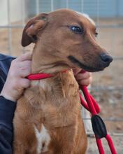 BENITO, Hund, Jagdhund-Mix in Italien - Bild 13