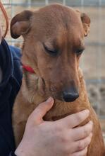 BENITO, Hund, Jagdhund-Mix in Italien - Bild 14